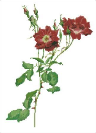 (image for) Willmott: Rosa Borbonica Rose